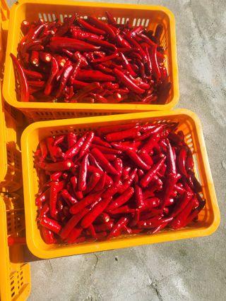 상서로운농원님의 고추 · 수확 작성글 사진