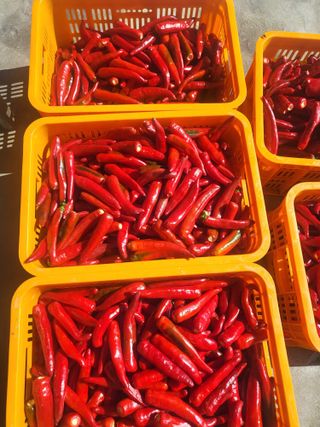 상서로운농원님의 고추 · 수확 작성글 사진