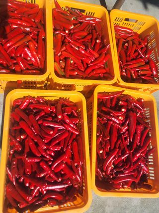 상서로운농원님의 고추 · 수확 작성글 사진