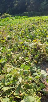 팜모닝 자유주제·자유게시판 게시글 이미지