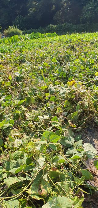 천농부님의 자유주제 · 자유게시판 작성글 사진