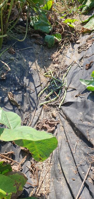 천농부님의 자유주제 · 자유게시판 작성글 사진