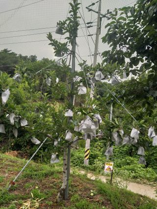 심무재 님의 사과·품질 향상 작성글 사진