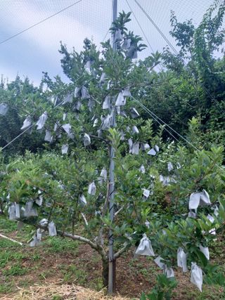 심무재 님의 사과 · 품질 향상 작성글 사진