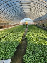 팜모닝 양배추·자유게시판 게시글 이미지