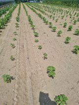 팜모닝 들깨·자유게시판 게시글 이미지