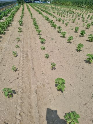 호미대장님의 들깨 · 자유게시판 작성글 사진