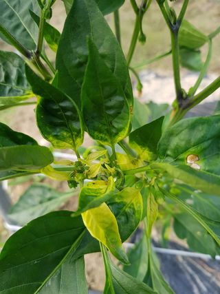 암초님의 고추 · 병해충상담 작성글 사진