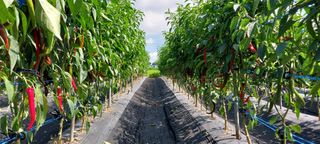 정진해님의 고추 · 일상 작성글 사진