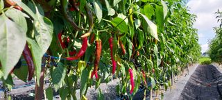 정진해님의 고추 · 일상 작성글 사진