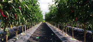 정진해님의 고추 · 일상 작성글 사진