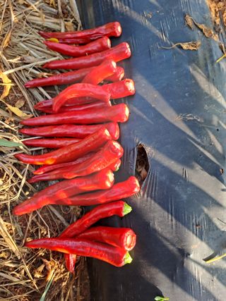 곽해영님의 고추 · 수확 작성글 사진