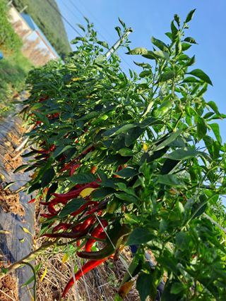 곽해영님의 고추 · 수확 작성글 사진