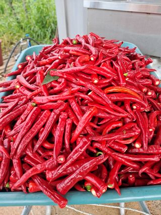 곽해영님의 고추 · 수확 작성글 사진