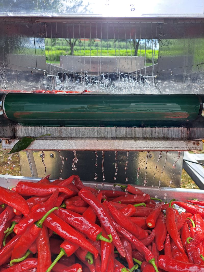 장터 상품 [고추가루 한근600그램] 썸네일