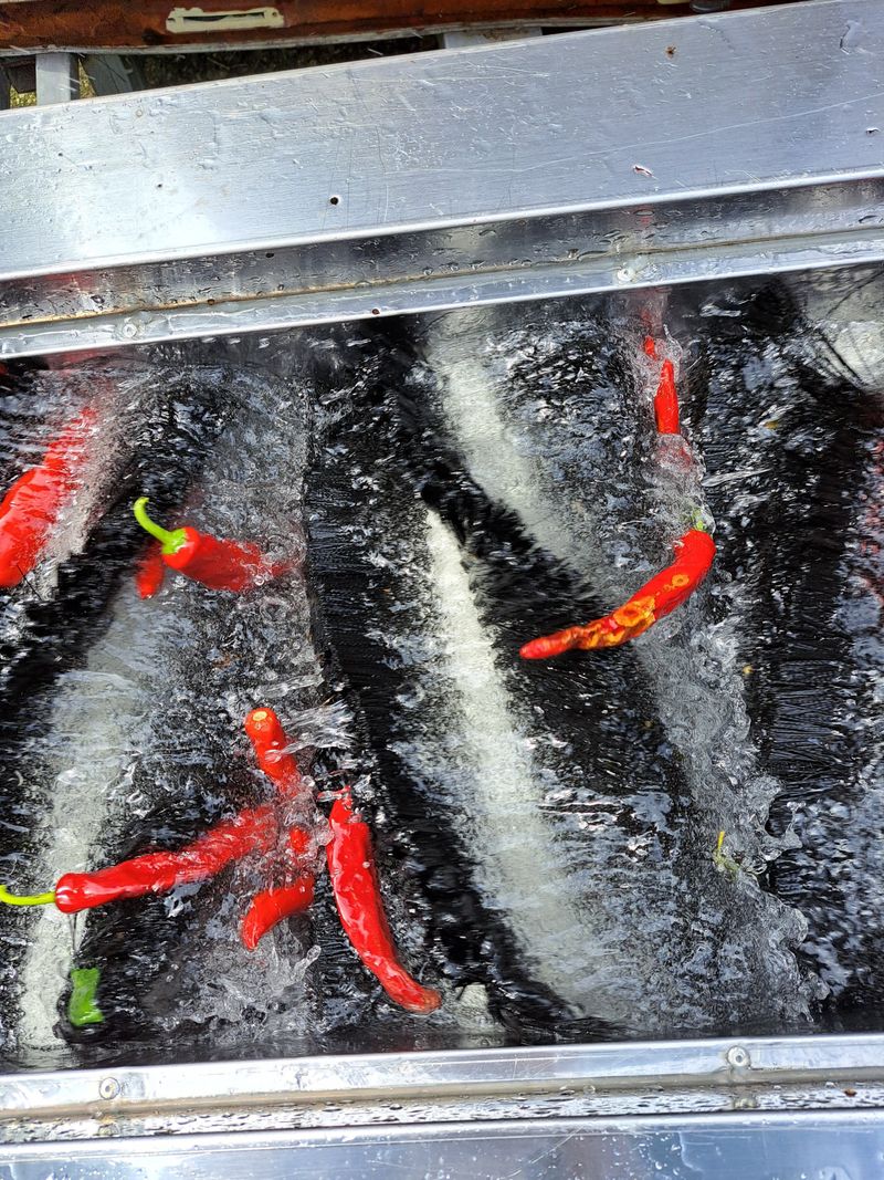 박수정님의 장터 판매 상품 [고추가루 한근600그램] 첨부 사진