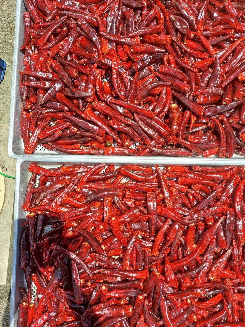 박수정님의 장터 판매 상품 [고추가루 한근600그램] 첨부 사진