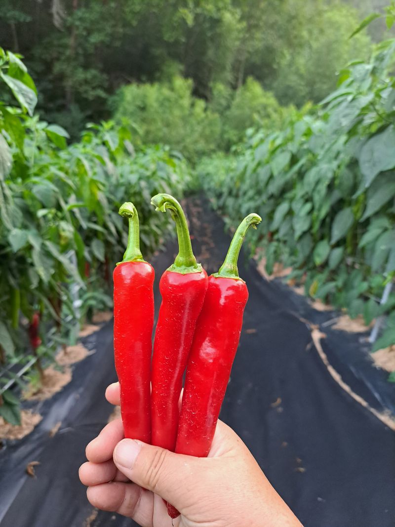 박수정님의 장터 판매 상품 [고추가루 한근600그램] 첨부 사진