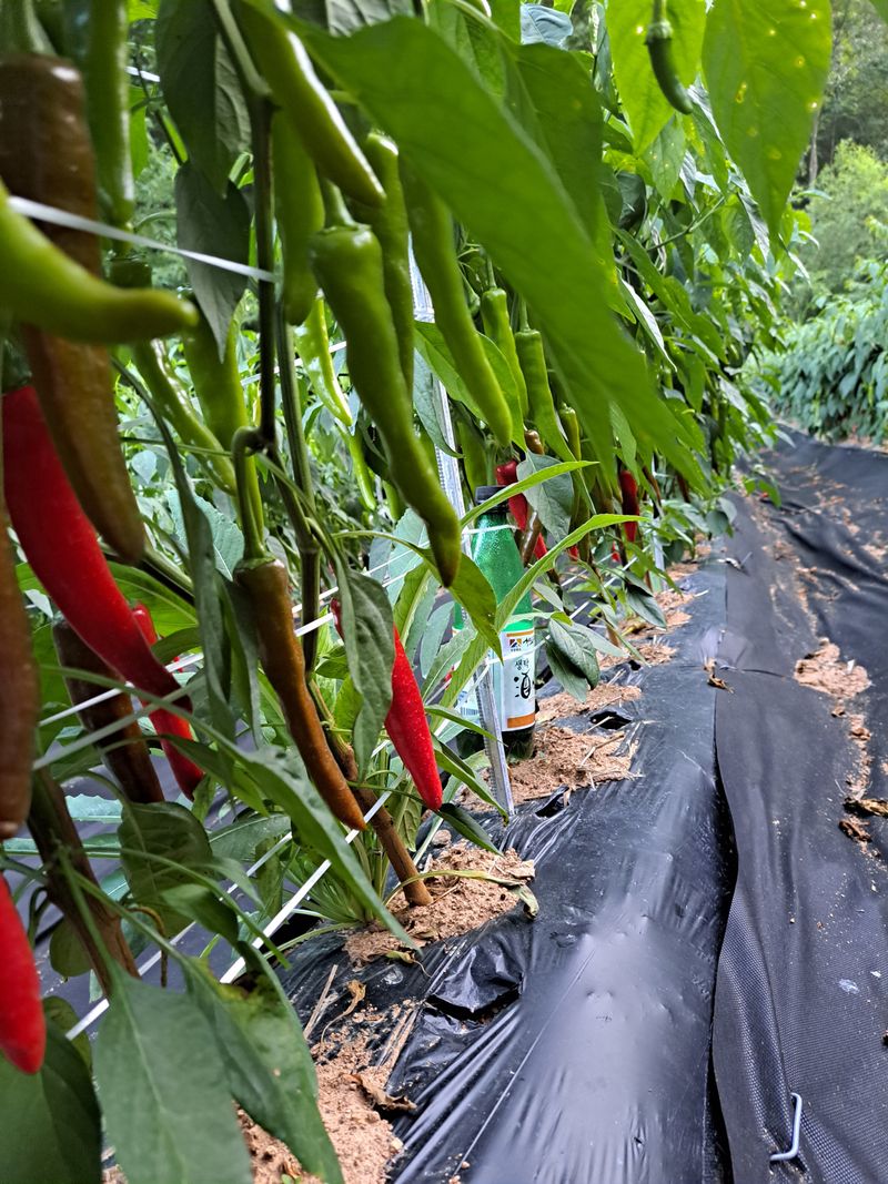 박수정님의 장터 판매 상품 [고추가루 한근600그램] 첨부 사진