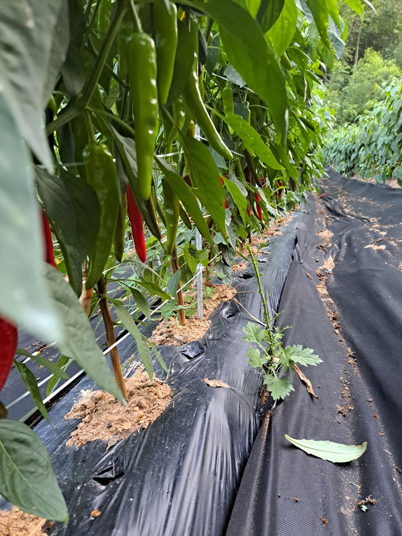 박수정님의 장터 판매 상품 [고추가루 한근600그램] 첨부 사진