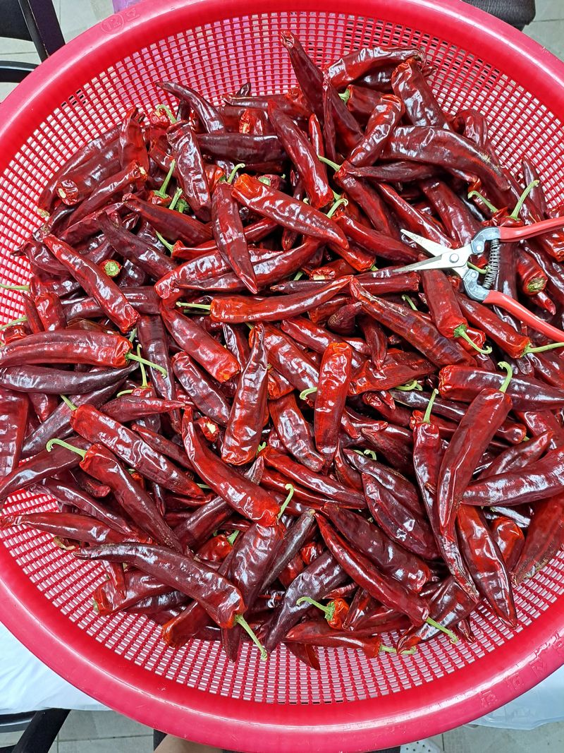 박수정님의 장터 판매 상품 [고추가루 한근600그램] 첨부 사진