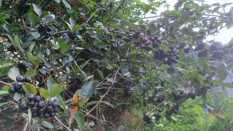 장터 상품 [아로니아 10kg] 썸네일