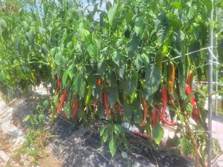 홍순현님의 고추 · 자연재해•동물피해 작성글 사진