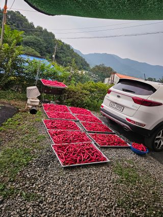 김보리님의 고추 · 수확 작성글 사진