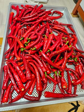 김보리님의 고추 · 수확 작성글 사진