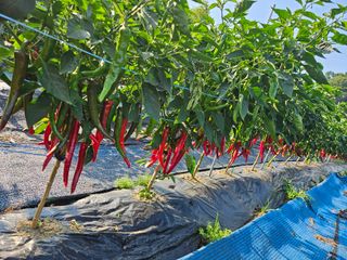 김보리님의 고추 · 수확 작성글 사진