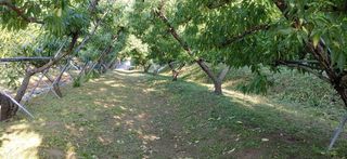 달맛햇복숭아농원님의 복숭아 · 자유게시판 작성글 사진