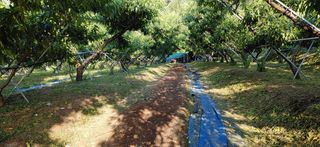 달맛햇복숭아농원님의 복숭아 · 자유게시판 작성글 사진