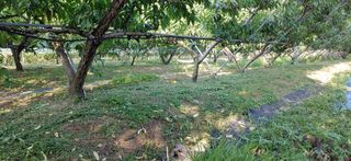 달맛햇복숭아농원님의 복숭아 · 자유게시판 작성글 사진