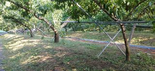 달맛햇복숭아농원님의 복숭아 · 자유게시판 작성글 사진