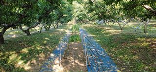 달맛햇복숭아농원님의 복숭아 · 자유게시판 작성글 사진