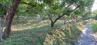 달맛햇복숭아농원님의 복숭아 · 자유게시판 작성글 사진