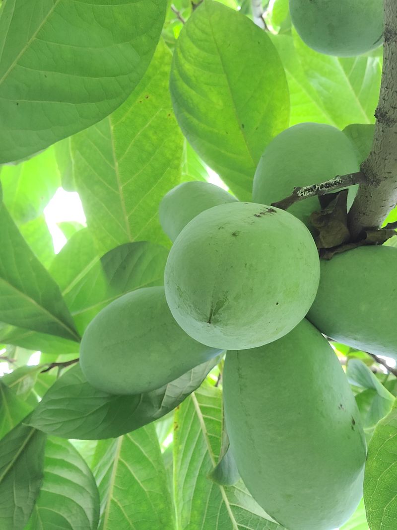 장터 상품 [포포열매 ] 썸네일