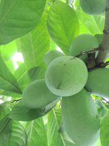 팜모닝 · 게시글 이미지