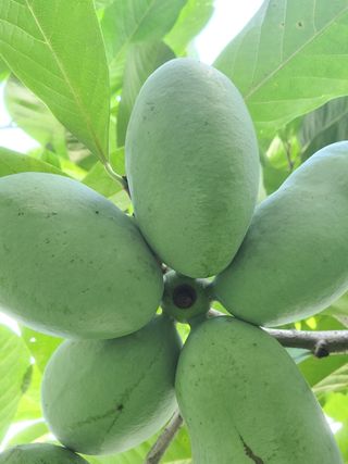 김안식~복숭아.포포님의 작성글 사진