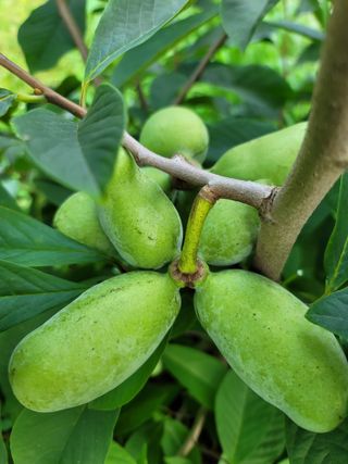 김안식~복숭아.포포님의 작성글 사진