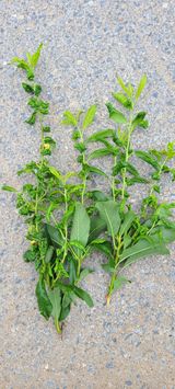 팜모닝 자두·병해충상담 게시글 이미지