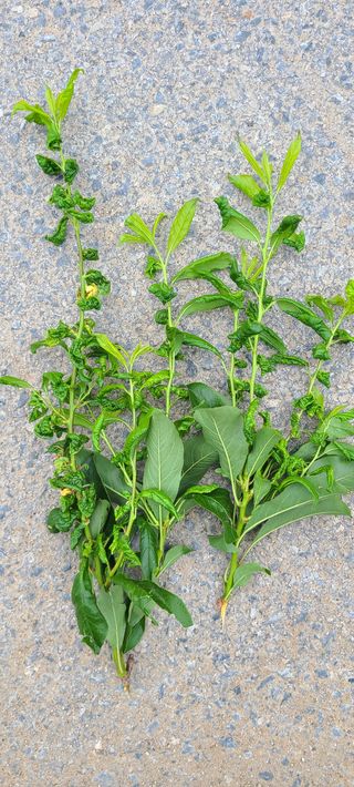 팔괴농장님의 자두 · 병해충상담 작성글 사진