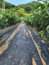 팜모닝 고추·일상 게시글 이미지