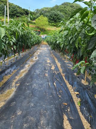 동해리님의 고추 · 일상 작성글 사진
