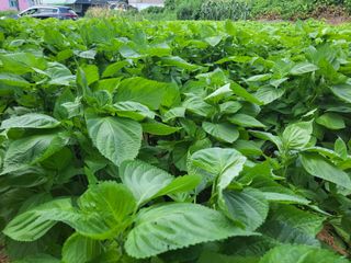 북극성짱님의 들깨 · 병해충상담 작성글 사진