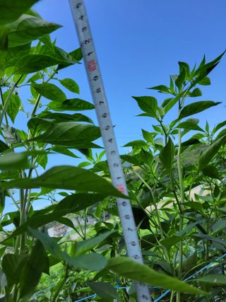 북극성짱님의 고추 · 지주설치•유인•성장 작성글 사진