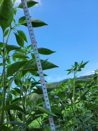 북극성짱님의 고추 · 지주설치•유인•성장 작성글 사진