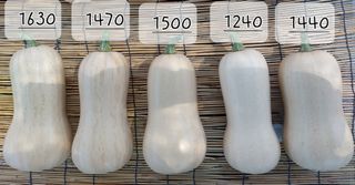 알 수 없음님의 호박 · 영농일지 작성글 사진