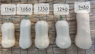 알 수 없음님의 호박 · 영농일지 작성글 사진