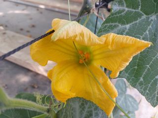 알 수 없음님의 호박 · 영농일지 작성글 사진